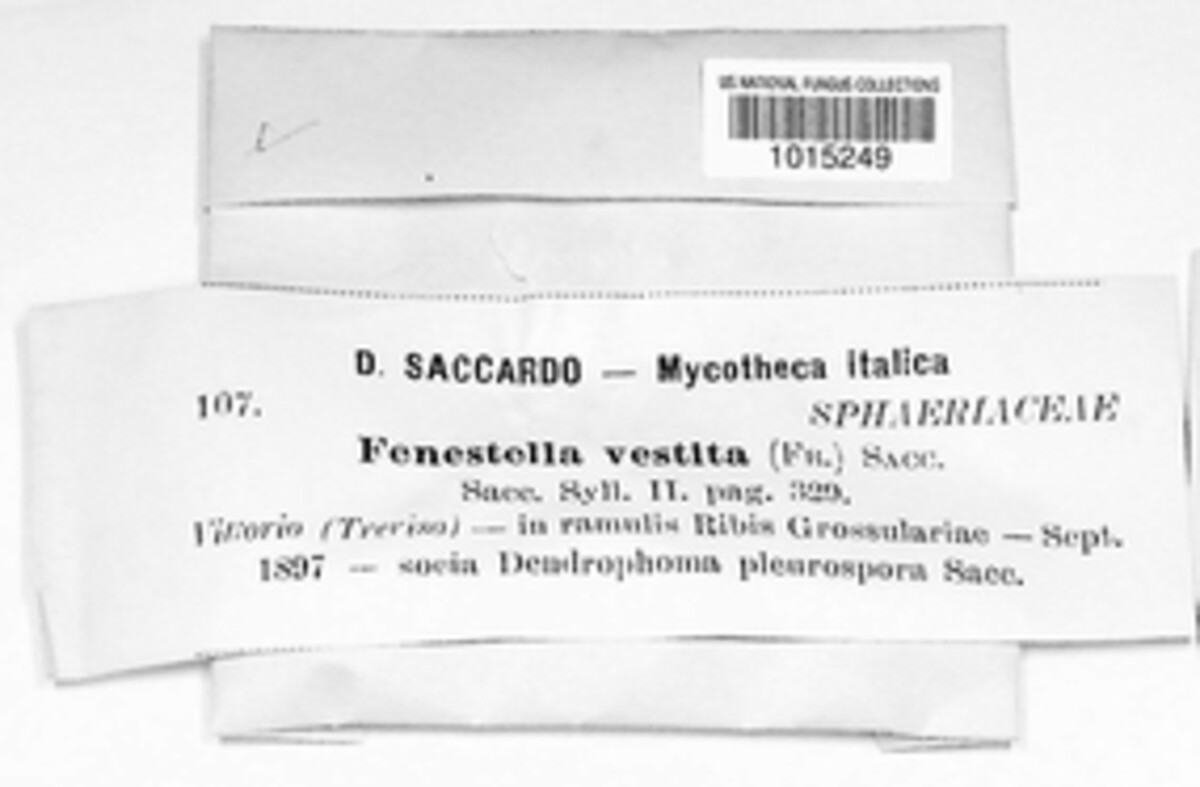 Thyridium vestitum image